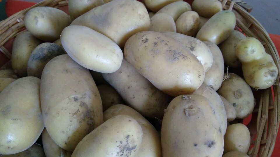 patate gialle