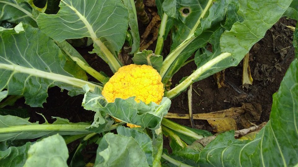 cavolfiore
