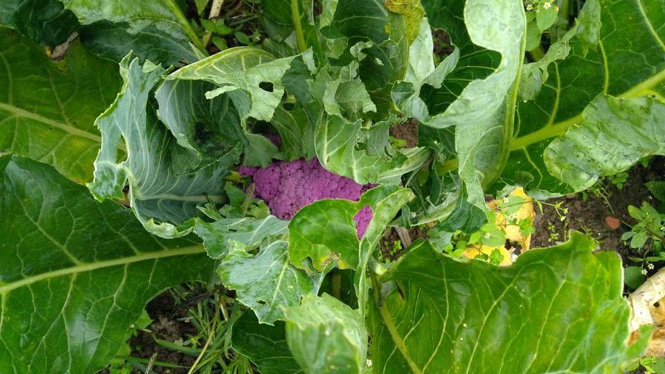cavolfiore